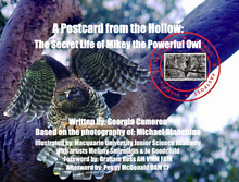 Book - A Postcard from the Hollow: The Secret Life of Mikey the Powerful Owl