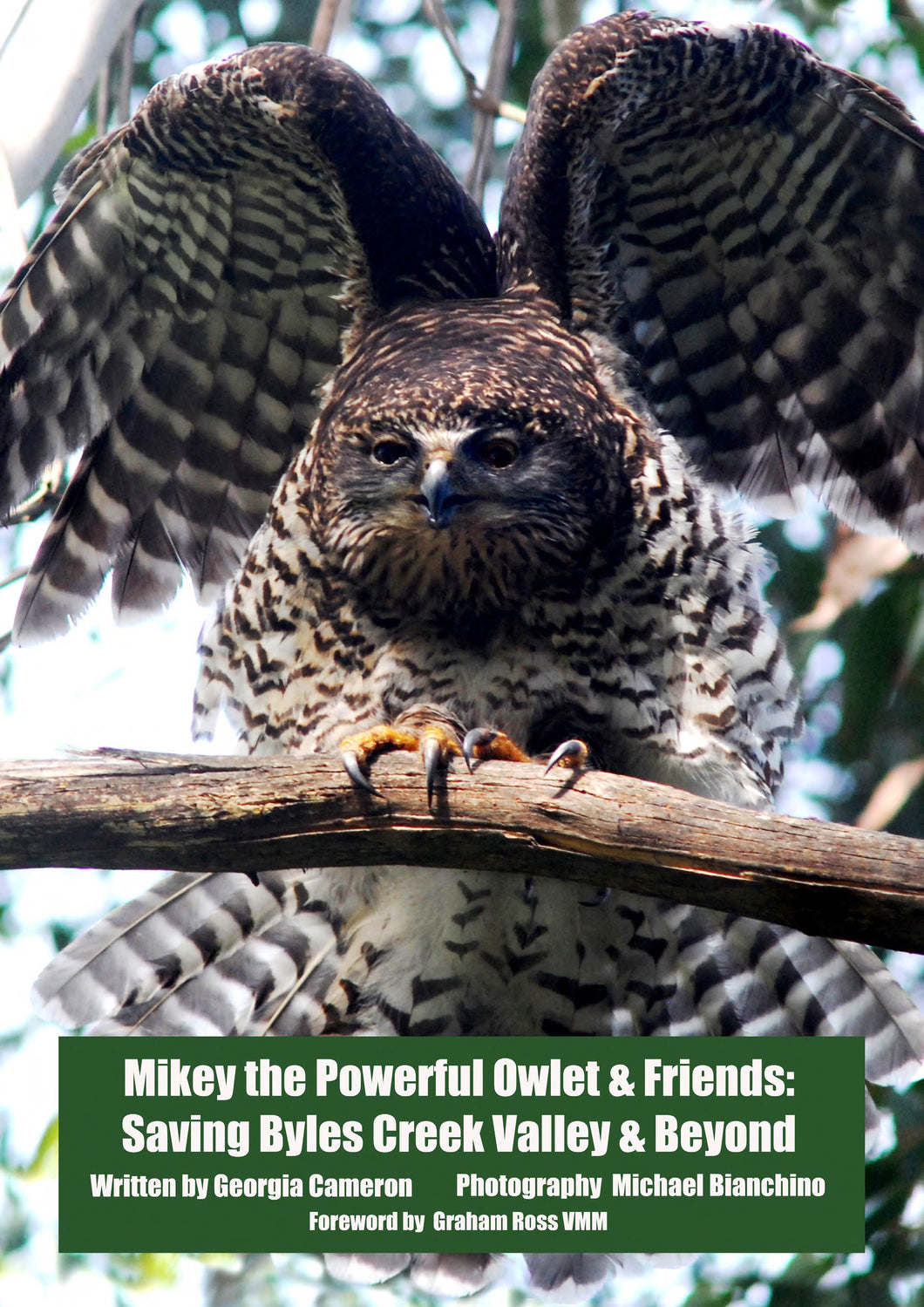 NEW POSTER - Solomon the Powerful Owl - Poster (price includes domestic postage & handling)